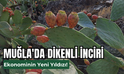 Dikenli İncir Muğla'da ekonomiye katkı sağlıyor!