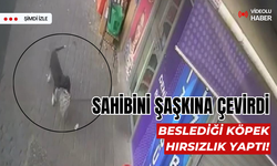 Sahibini şaşkına çevirdi: Beslediği köpek hırsızlık yaptı!