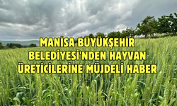 Manisa Büyükşehir Belediyesi'nden Hayvan Üreticilerine Müjdeli Haber: Yem Bitkisi Tohumu Dağıtımı Başladı!