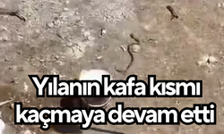 İşçiler tarafından etkisiz hale getirilen yılanın kafa kısmı kaçmaya devam etti