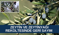 Manisa’da binlerce zeytin üreticisinin gözü kulağı komisyon raporunda…