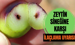 Salihli’de zeytin sineğine karşı ilaçlama uyarısı