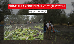 Kuzey Ege'de zeytin hasadı devam ediyor