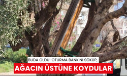 Buda oldu! Oturma bankını söküp, ağacın üstüne koydular