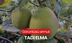 Görüntüsü armut, tadı elma