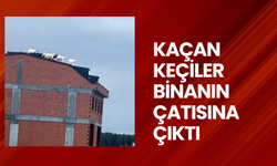 Kaçan keçiler binanın çatısına çıktı