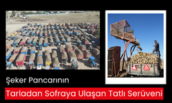 Şeker pancarının tarladan sofraya ulaşan tatlı serüveni