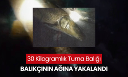 30 kilogramlık turna balığı balıkçının ağına yakalandı