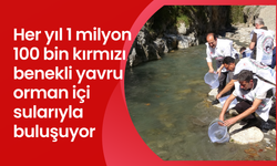 Her yıl 1 milyon 100 bin kırmızı benekli yavru orman içi sularıyla buluşuyor