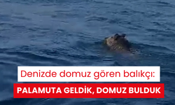 Denizde domuz gören balıkçı: Palamuta geldik, domuz bulduk