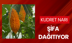 Kudret narı şifa dağıtıyor