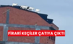 İlginç anlar: Kaçan keçiler çatıya çıktı