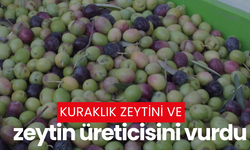 Kuraklık zeytini ve zeytin üreticisini vurdu