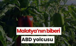 Malatya’nın biberi ABD yolcusu