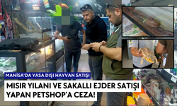 Manisa'da Yasa Dışı Hayvan Satışı...Mısır Yılanı ve Sakallı Ejder satışı yapan Petshop’a Ceza!