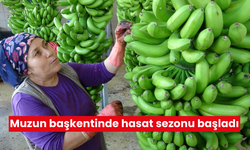 Muzun başkentinde hasat sezonu başladı; Tüketilen her iki muzdan biri hangi ilde yetişiyor?