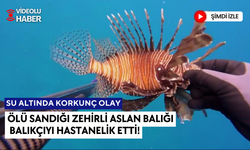 Zıpkınla avlanırken su içinde hareketsiz duran aslan balığını eliyle tuttu, dikeni batınca hastanelik oldu...