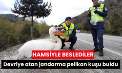 Devriye atan jandarma pelikan kuşu buldu: Hamsiyle beslediler