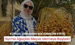 Küresel ısınma hurma ağacının meyve vermesine neden oldu | Meyve veren hurma ağacı için inceleme başlatıldı