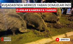 Kuşadası'nda merkeze yaban domuzları indi, o anlar kameraya yansıdı