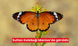 Manisa'da nadir görülen sultan kelebeği gözlemlendi!