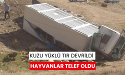 Kuzu yüklü tır devrildi, hayvanlar telef oldu