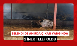 Selendi’de ahırda çıkan yangında 2 inek telef oldu