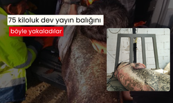 Güçlükle kıyıya çıkarıldı! 75 kiloluk dev yayın balığını böyle yakaladılar