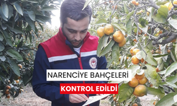 Narenciye bahçeleri kontrol edildi