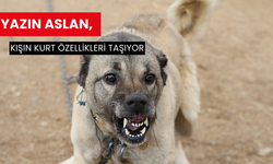 Yazın aslan, kışın kurt özellikleri taşıyor