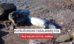 Kuyruğundan yaralanmış fok ölü halde kıyıya vurdu