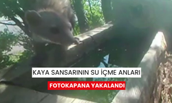 Kaya sansarının su içme anları fotokapana yakalandı