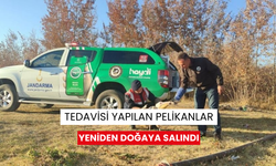 Tedavisi yapılan pelikanlar yeniden doğaya salındı