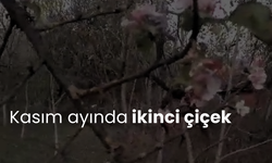 Kasım ayında ikinci çiçek