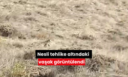 Nesli tehlike altındaki vaşak görüntülendi