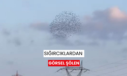 Sığırcıklardan görsel şölen | Doğanın büyüleyici dansı