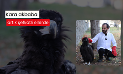 Kara akbaba artık şefkatli ellerde