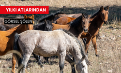 Adada Antik Kenti'nde yılkı atlarından görsel şölen