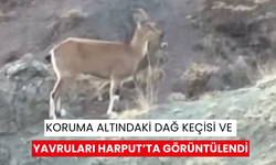 Koruma altındaki dağ keçisi ve yavruları Harput’ta görüntülendi