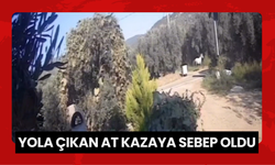 Yola çıkan at kazaya sebep oldu