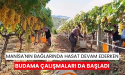 Manisa'nın bağlarında hasat devam ederken budama çalışmaları da başladı