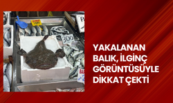 Yakalanan balık, ilginç görüntüsüyle dikkat çekti