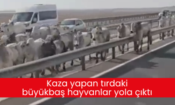 Kaza yapan tırdaki büyükbaş hayvanlar yola çıktı