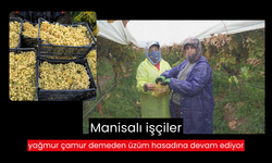 Manisalı işçiler yağmur çamur demeden üzüm hasadına devam ediyor