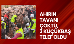 Ahırın tavanı çöktü, 3 küçükbaş telef oldu