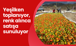 Yeşilken toplanıyor, renk alınca satışa sunuluyor