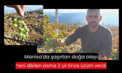 Manisa'da şaşırtan doğa olayı: Yeni dikilen asma 3 yıl önce üzüm verdi