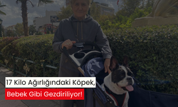 Köpek değil, bebek gibi... 17 kiloluk dostunu böyle gezdirdi!