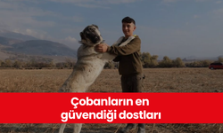 Çobanların en güvendiği dostları