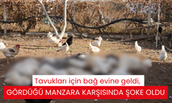 Tavukları için bağ evine geldi, gördüğü manzara karşısında şoke oldu